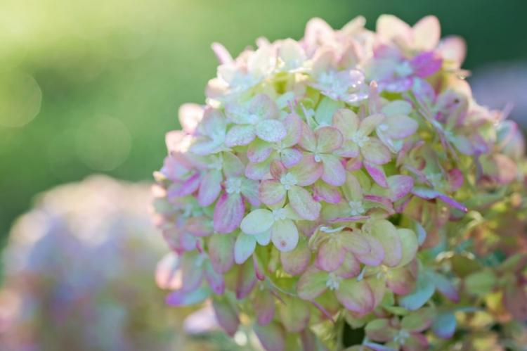 Hortensia - photo