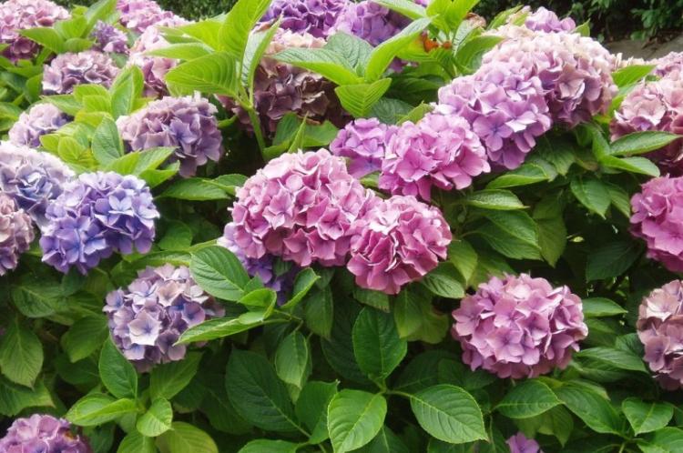 Hortensia - photo