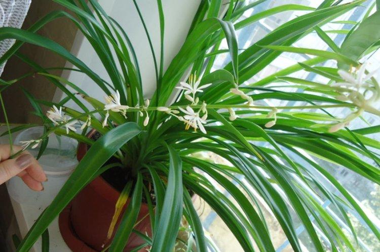 Cap Chlorophytum - Types de chlorophytum