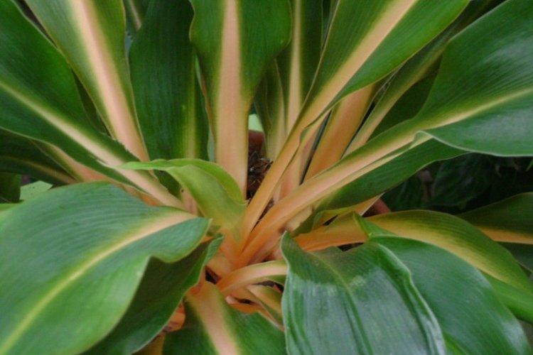 Chlorophytum ailé - Types de chlorophytum