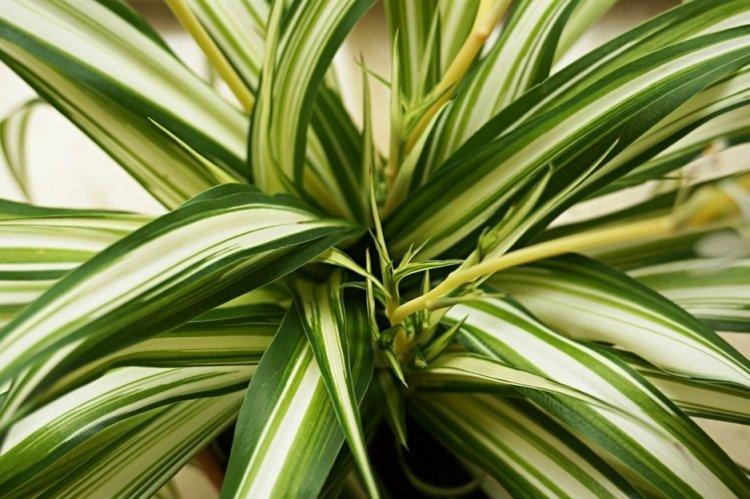 Chlorophytum - photo