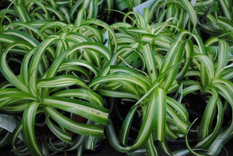 Chlorophytum - photo