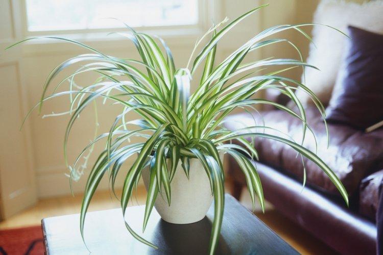 Chlorophytum - photo