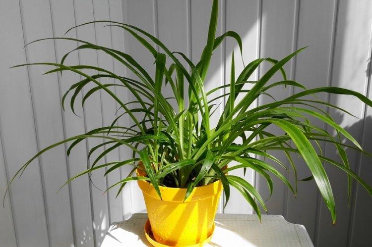 Chlorophytum - photo