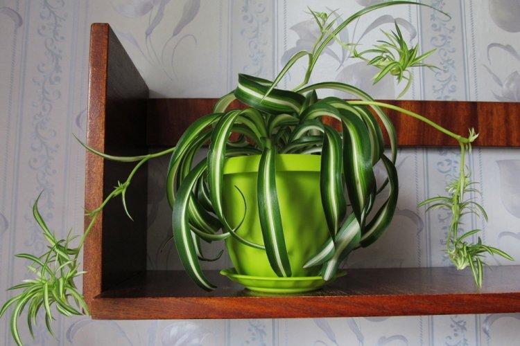 Chlorophytum - photo