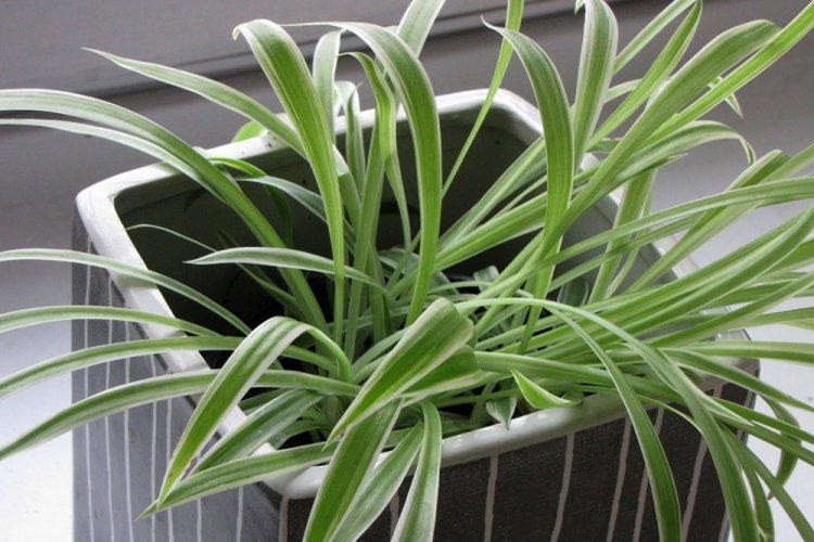 Chlorophytum - photo