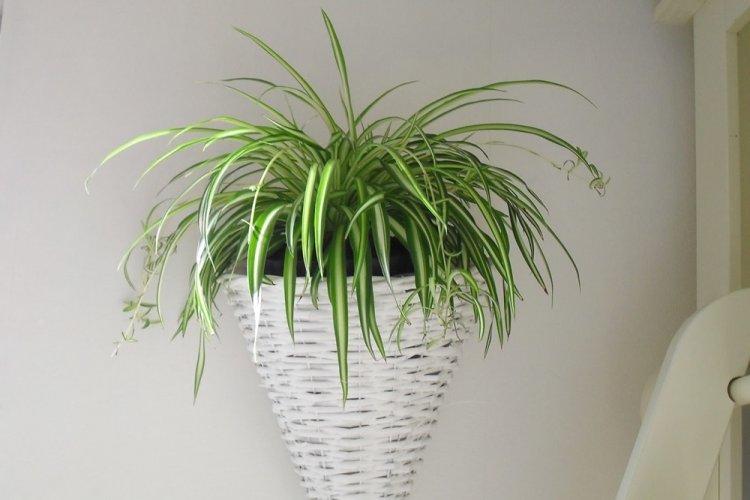 Chlorophytum - photo