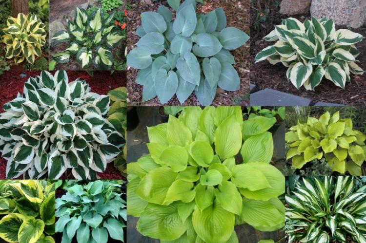 Caractéristiques générales - Hôte