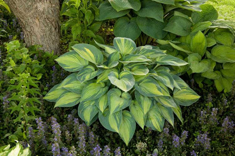 Caractéristiques générales - Hôte