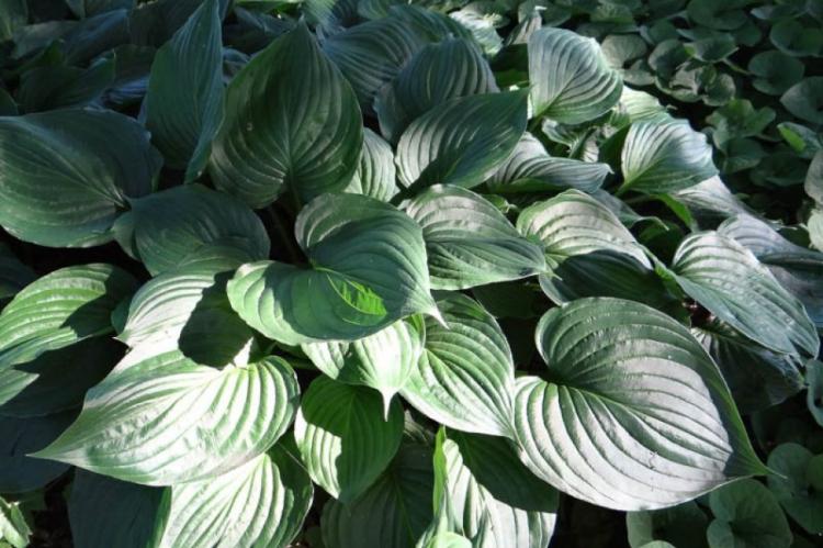 Hosta gonflé - Types d'hôtes