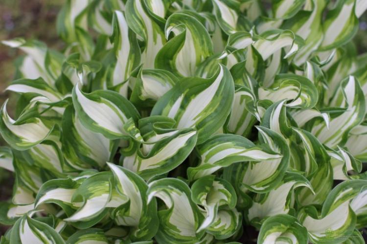 Hosta ondulé - Types d'hôtes
