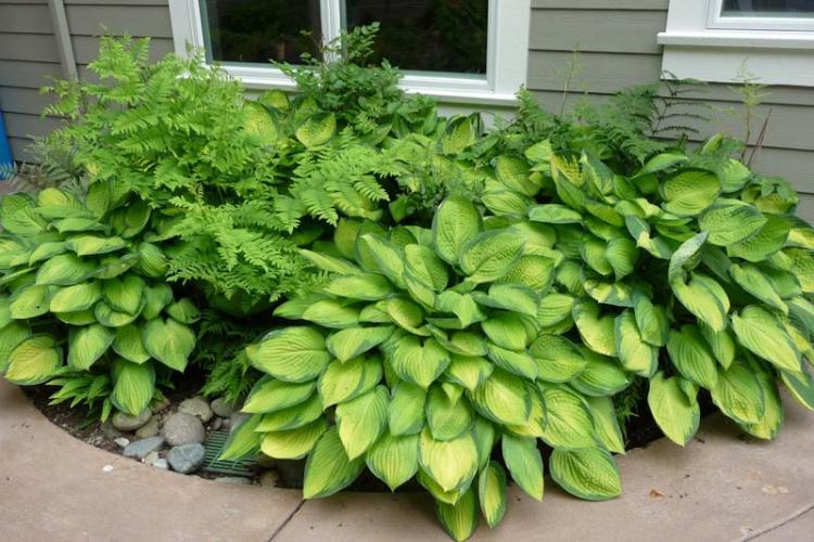 Hosta Fortune - Types d'hôtes