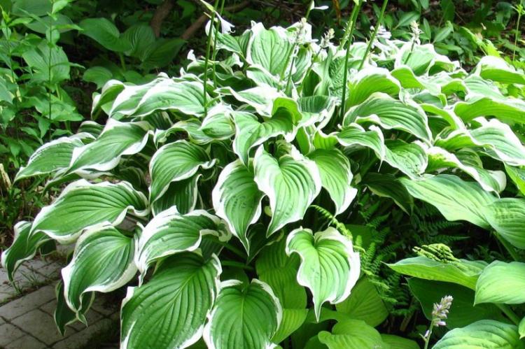 Khosta bouclé - Types d'hôtes