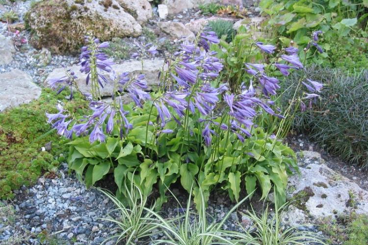 Hosta small - Types d'hôtes