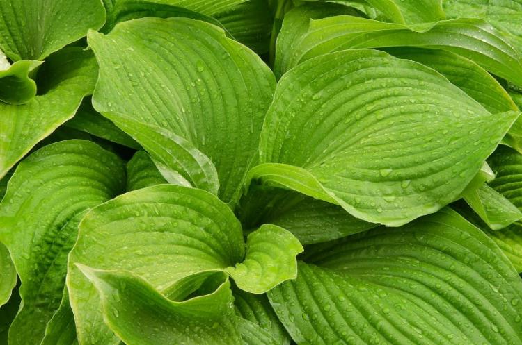 Arrosage - Hosta Care