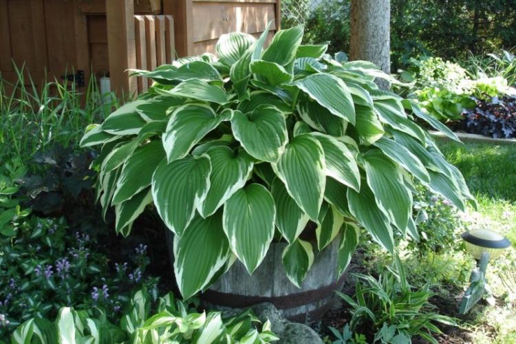 Hosta - photo