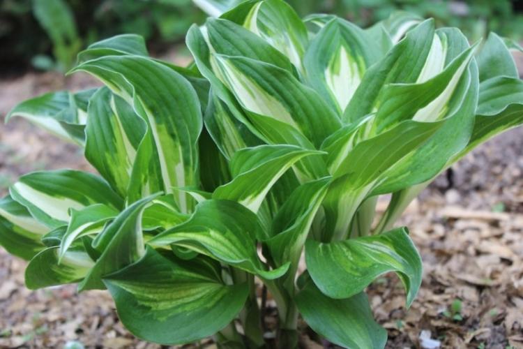 Hosta - photo