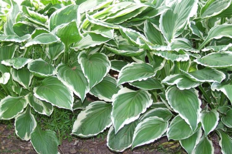 Hosta - photo