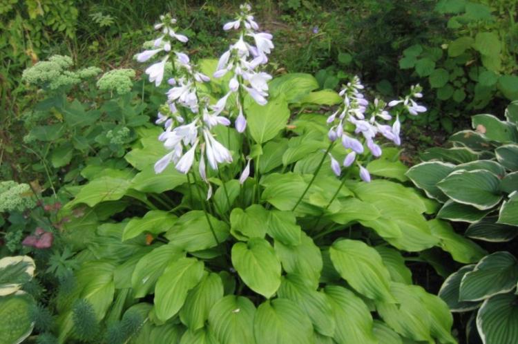 Hosta - photo