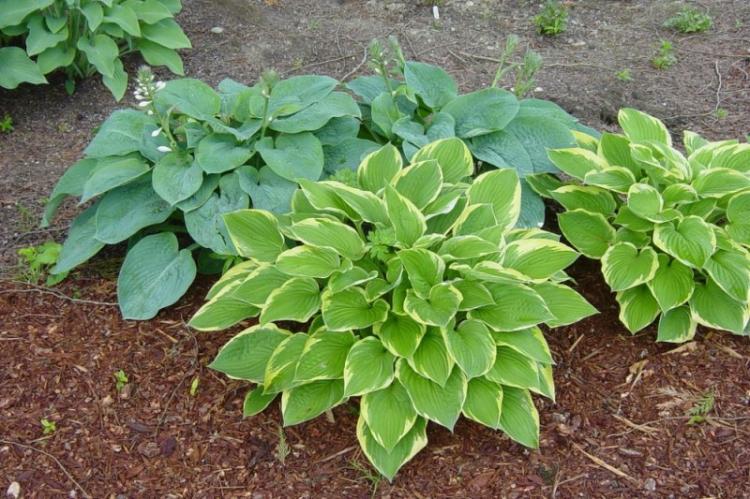 Hosta - photo