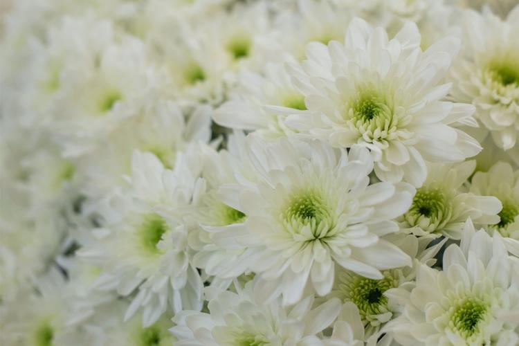 Zembla - Espèce de chrysanthèmes