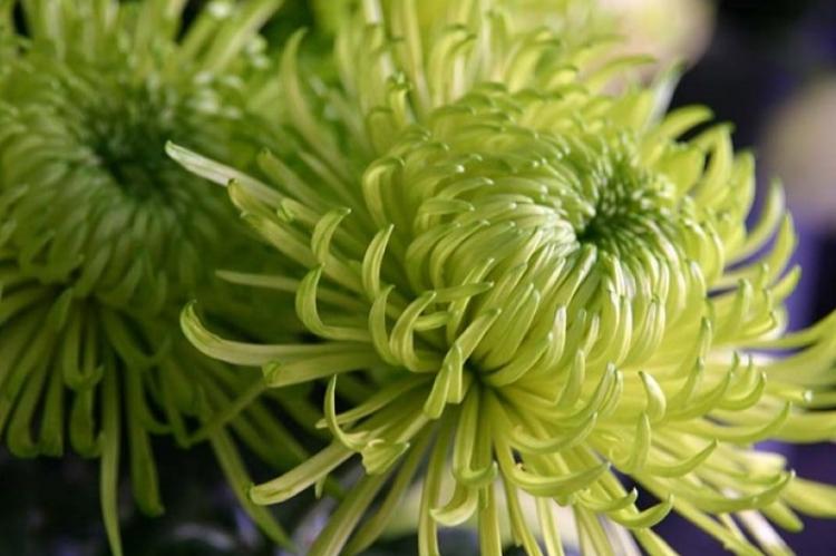 Shamrock - Types de chrysanthèmes