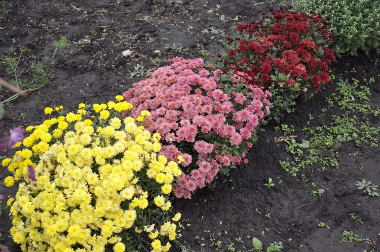 Sol - Soin du Chrysanthème