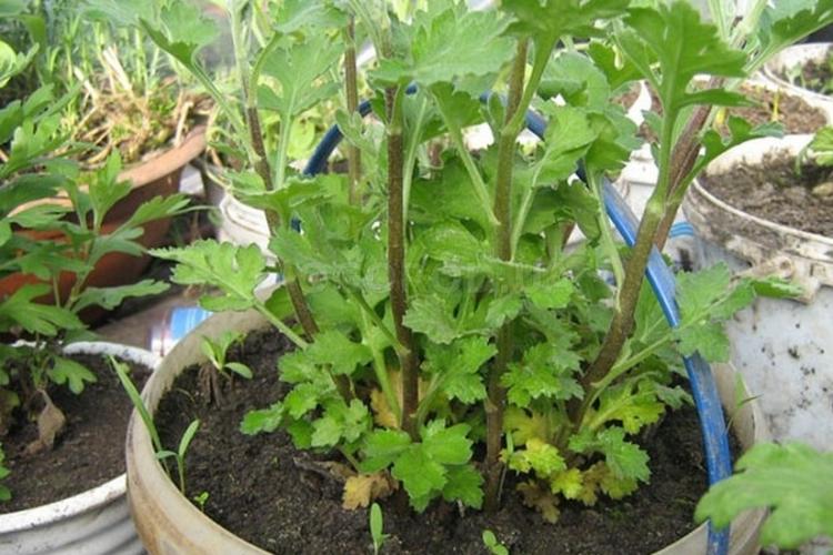 Taille - Soins du chrysanthème