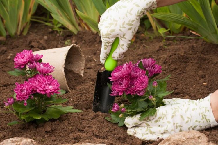Planter et élever des chrysanthèmes