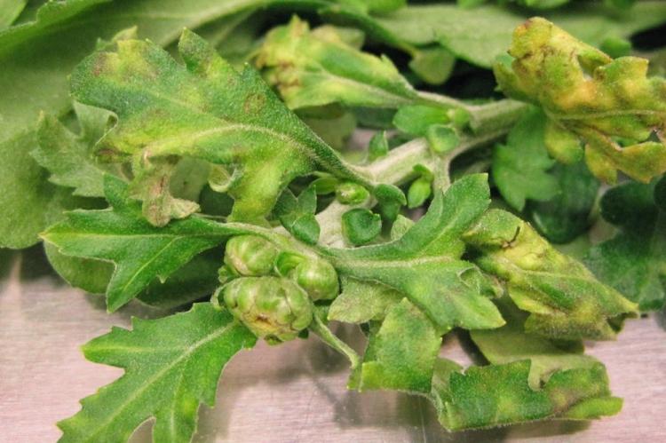 Lutte contre les parasites et les maladies - Chrysanthèmes