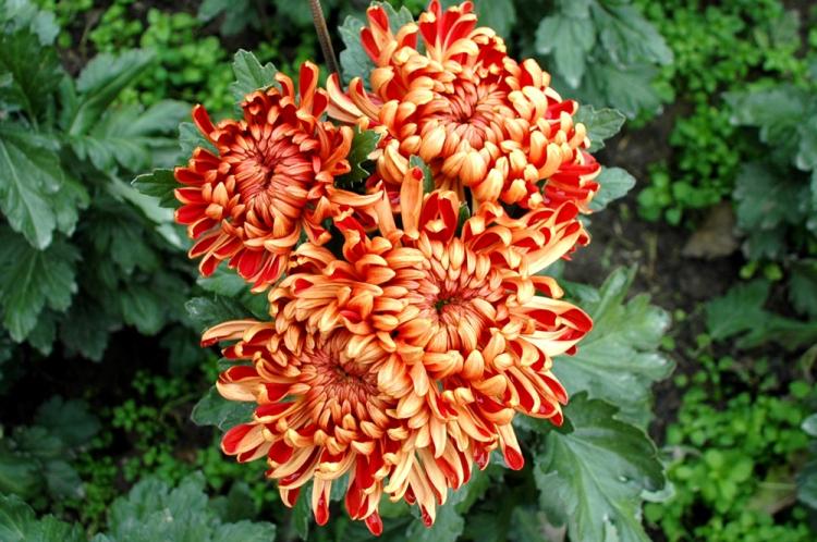 Chrysanthèmes - photo