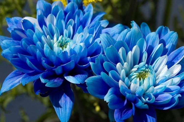 Chrysanthèmes - photo