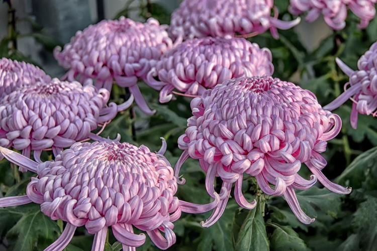 Chrysanthèmes - photo