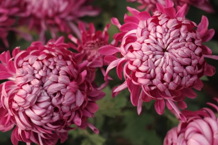 Chrysanthèmes - photo