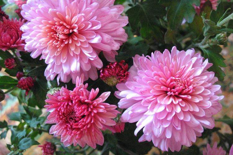 Chrysanthèmes - photo