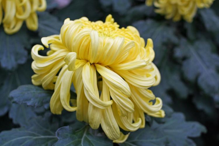 Chrysanthèmes - photo
