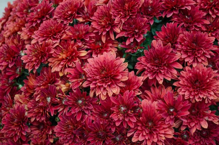 Chrysanthèmes - photo