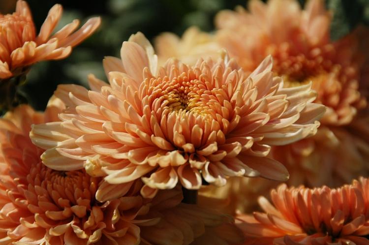 Chrysanthèmes - photo