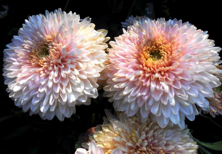Chrysanthèmes - photo