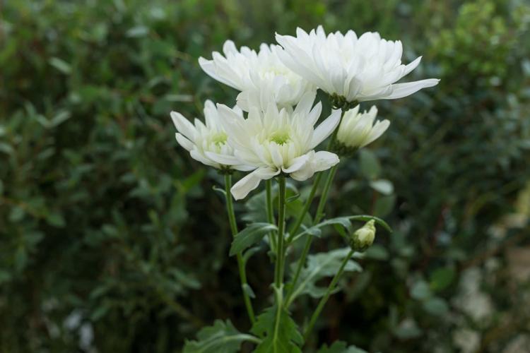 Chrysanthèmes - photo