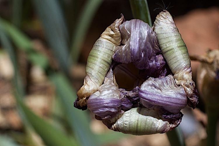 Lutte contre les parasites et les maladies - Iris