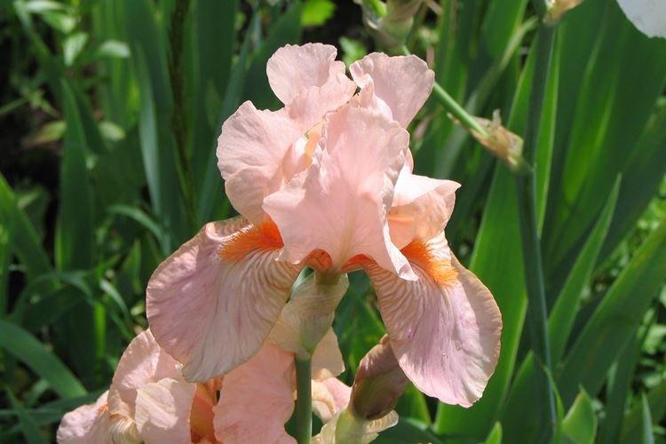 Iris - photo