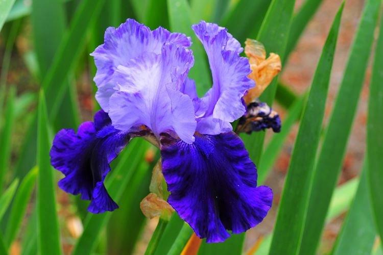 Iris - photo