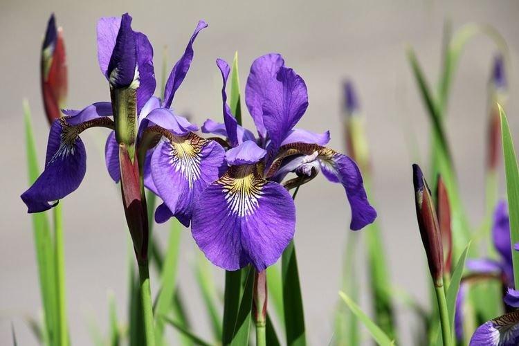 Iris - photo