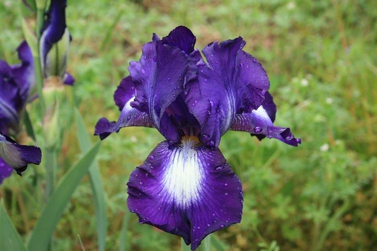 Iris - photo