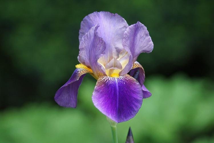 Iris - photo