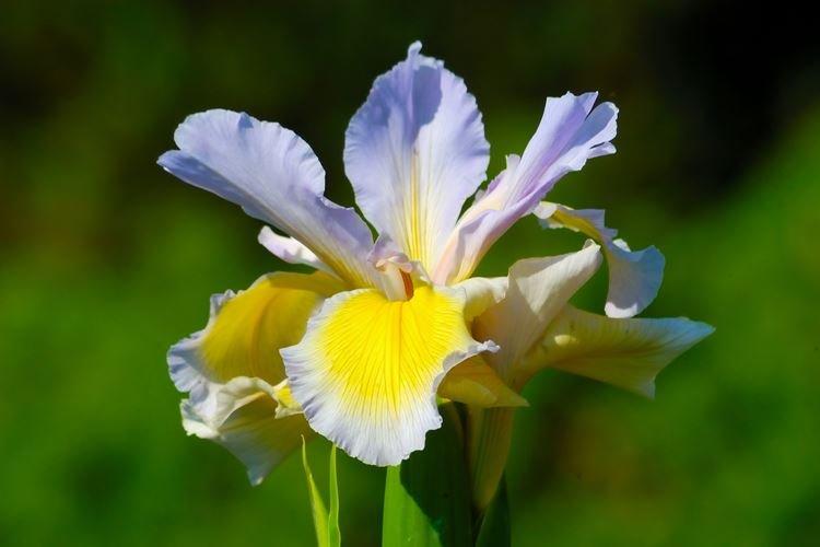 Iris - photo