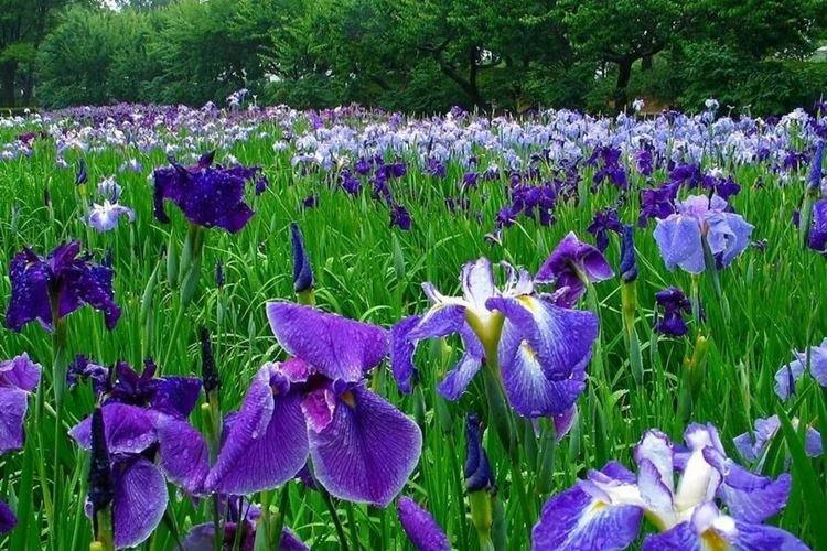 Iris - photo