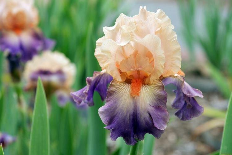 Iris - photo