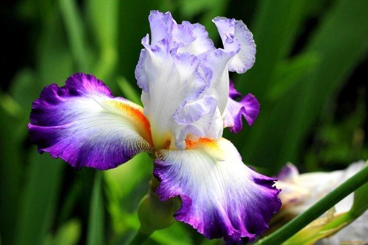 Iris - photo